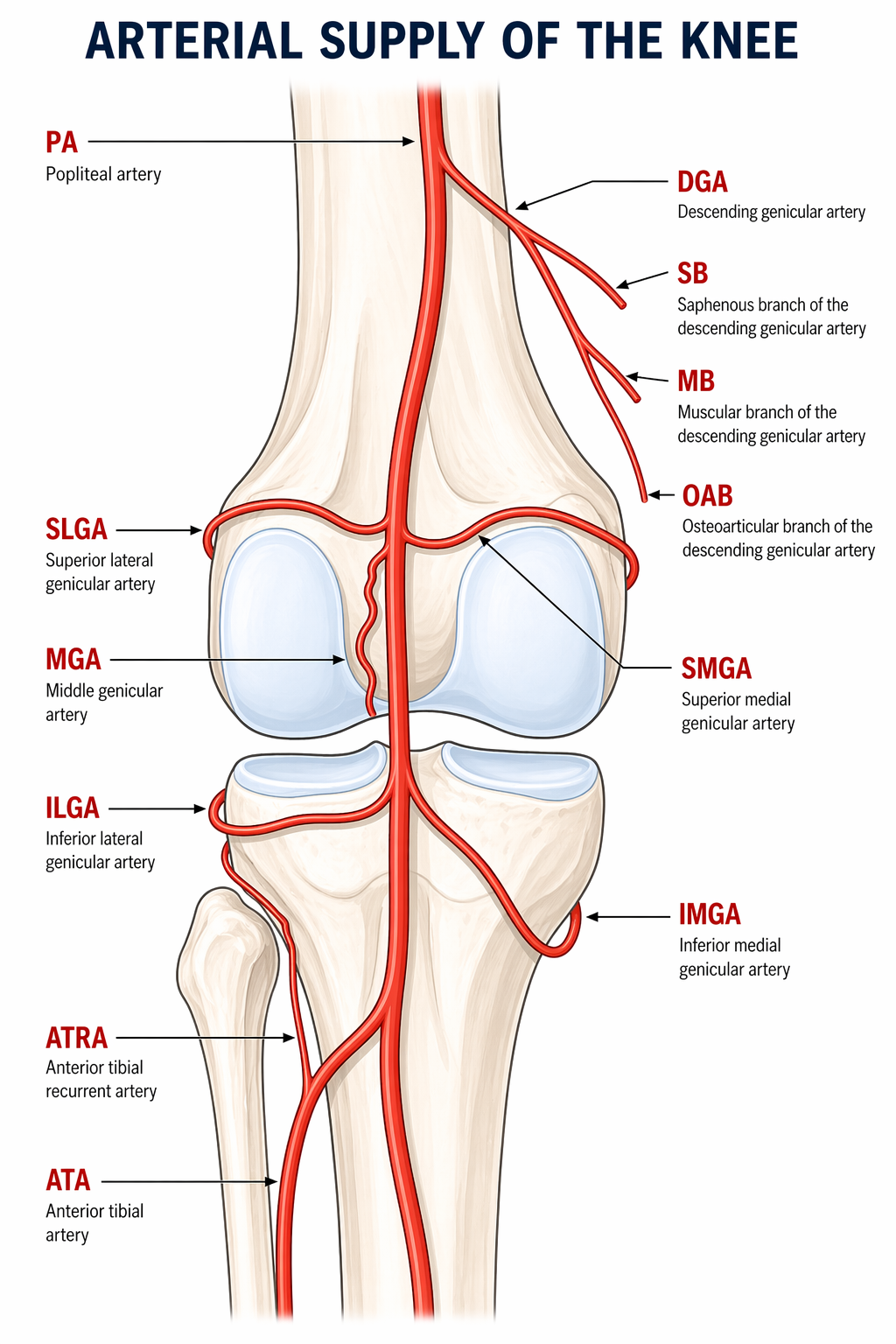 Genicular artery anatomy diagram