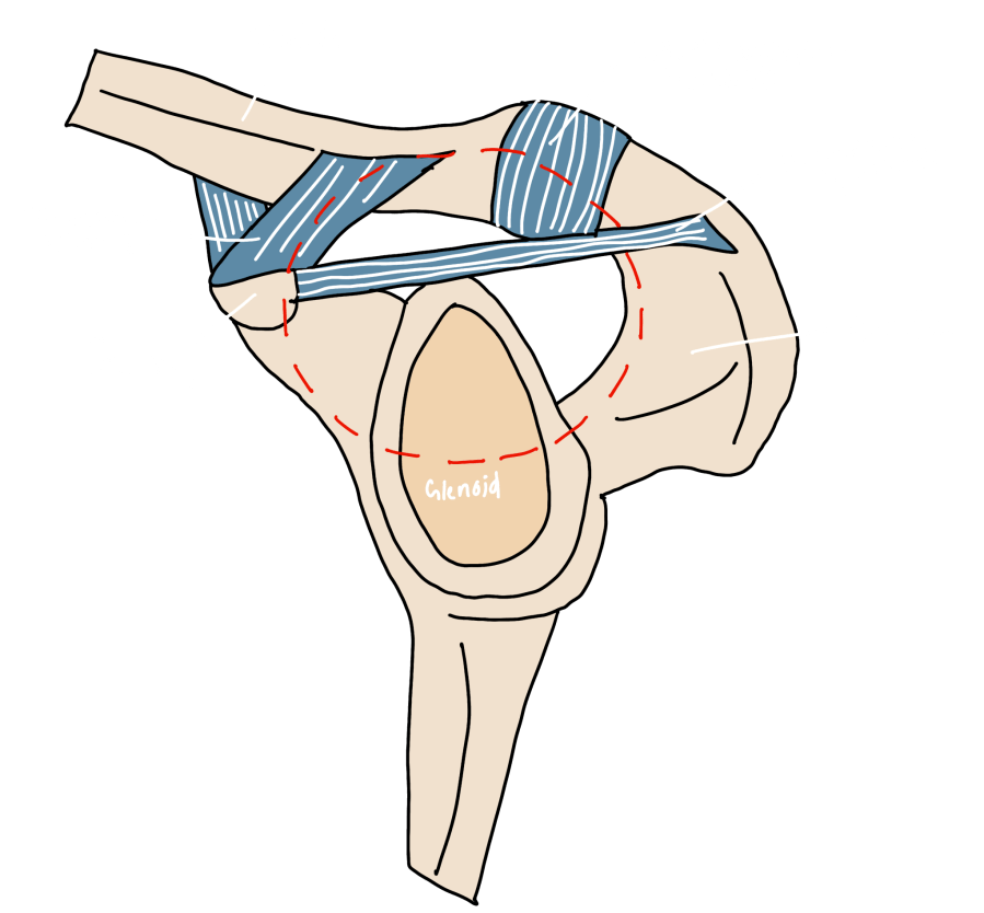 Superior Suspensory Complex anatomy — clavicle, coracoid, acromion, glenoid, and connecting ligaments forming the SSC ring