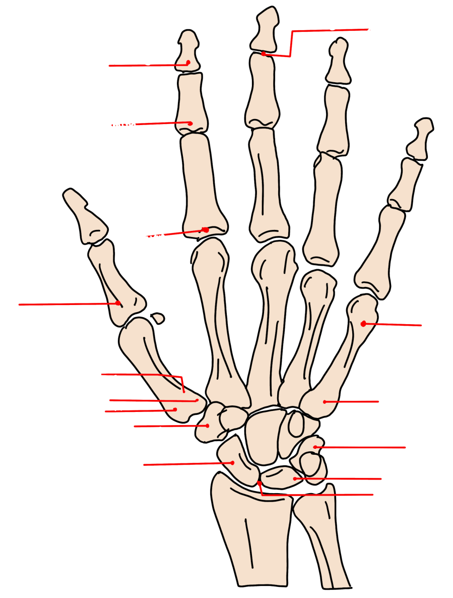Hand and wrist bone anatomy diagram — phalanges, metacarpals, carpals, radius, and ulna with labeled callouts